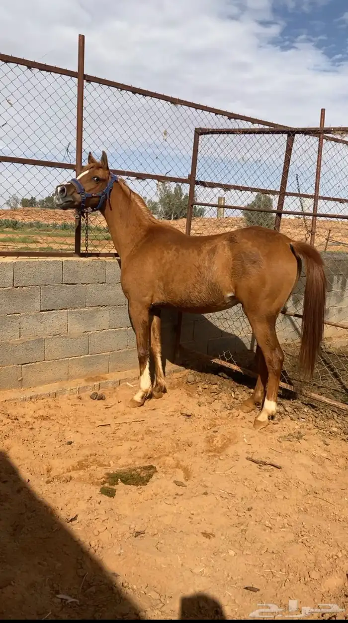 فرس شعبيه 0