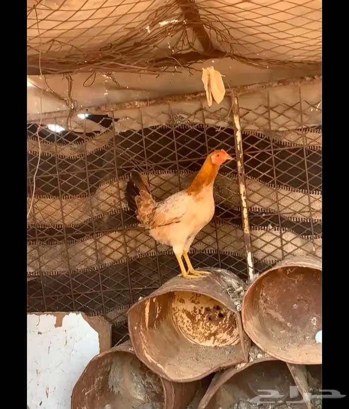 دجاجه للبيع 0