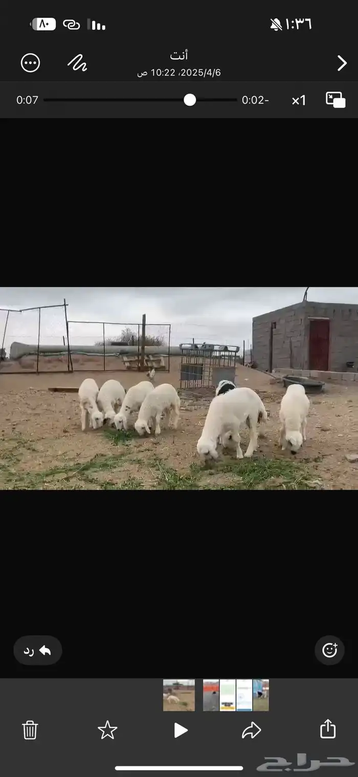 طليان طيبه من المراح 0