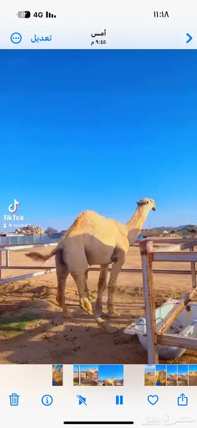 قعود فحل 0