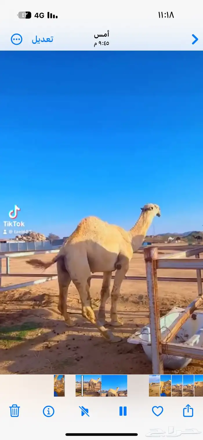 قعود فحل 0