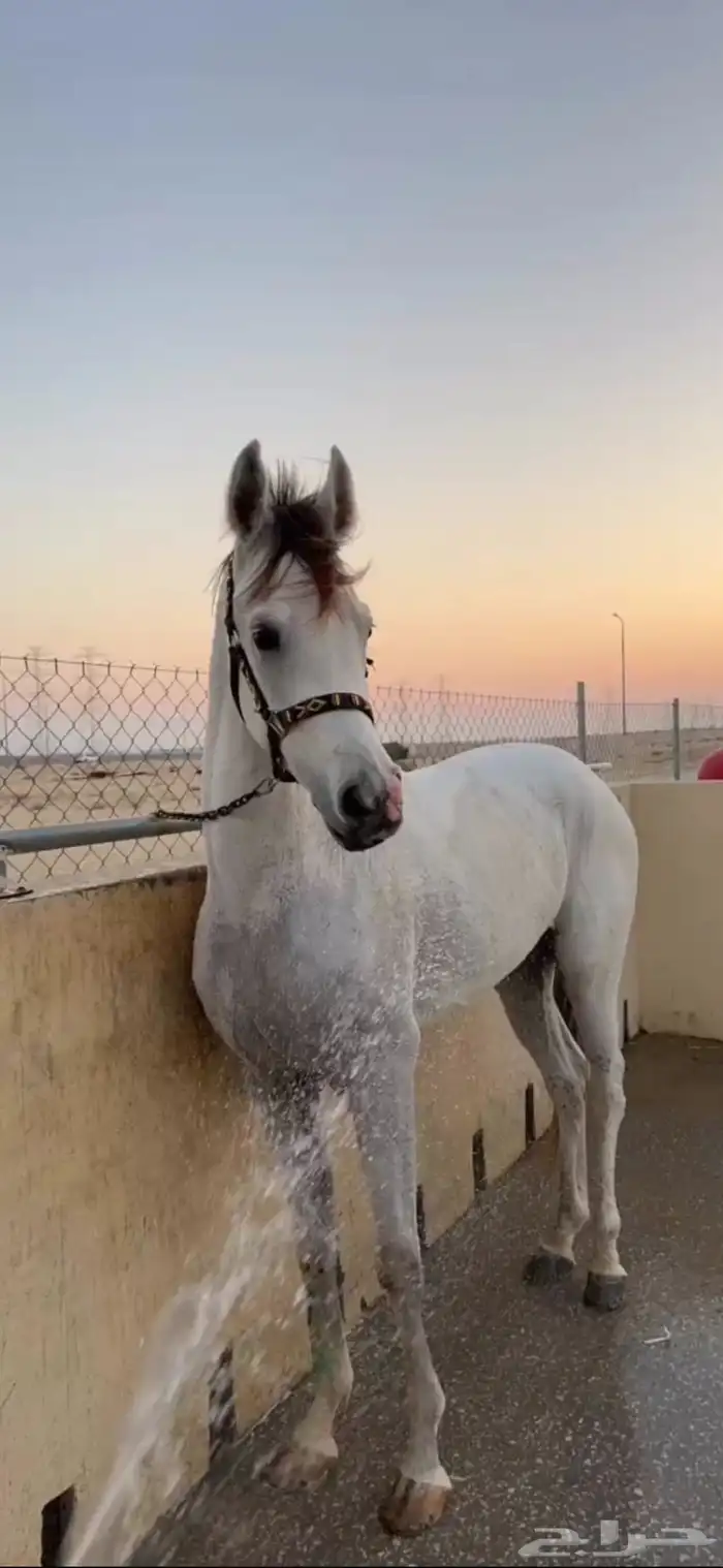 حصان واهو 0