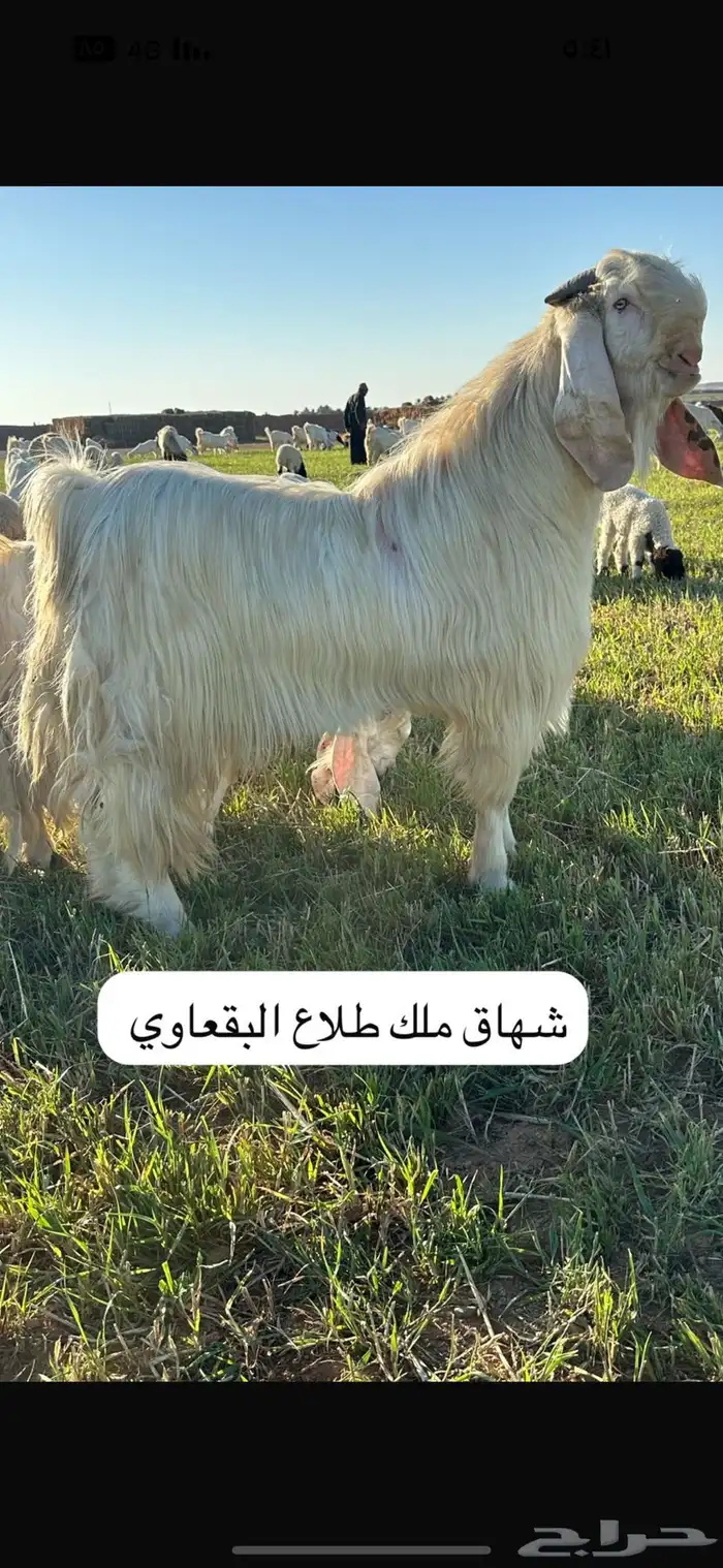 فحل ابيض 0