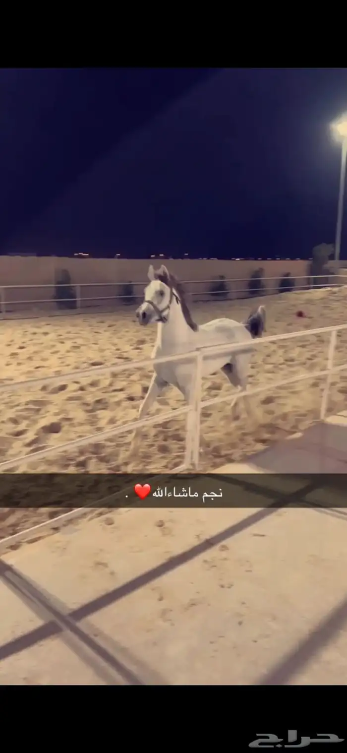 حصان واهو 1