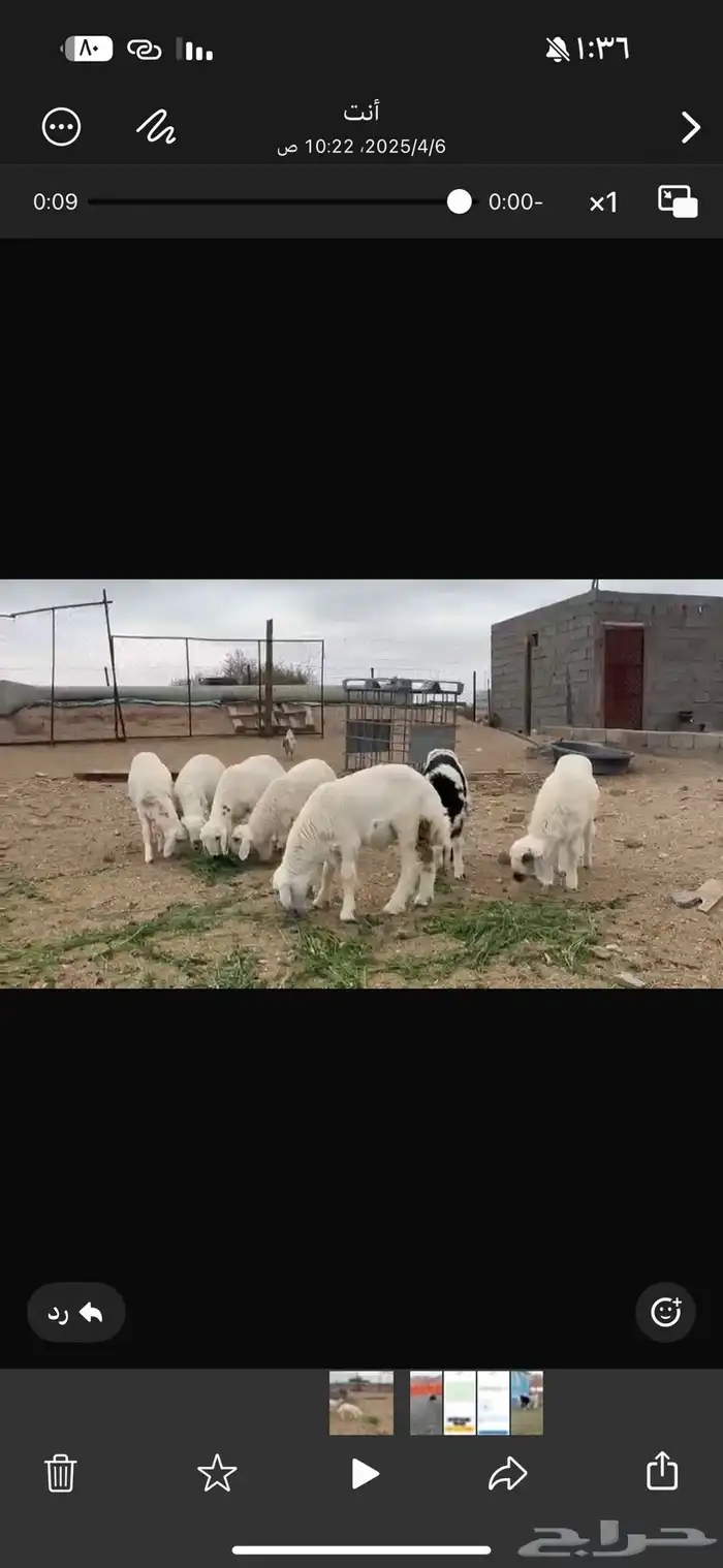 طليان طيبه من المراح 1
