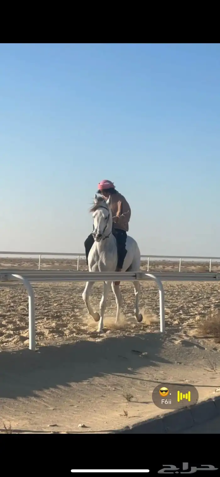 حصان واهو 3