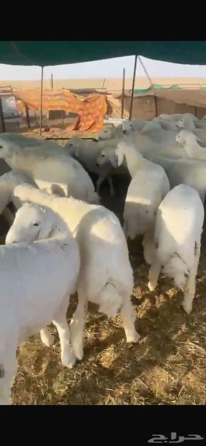 للبيع بهم حري شحم العدد60ورخال6 الموقع شمال عفيف العمر6شهور 6