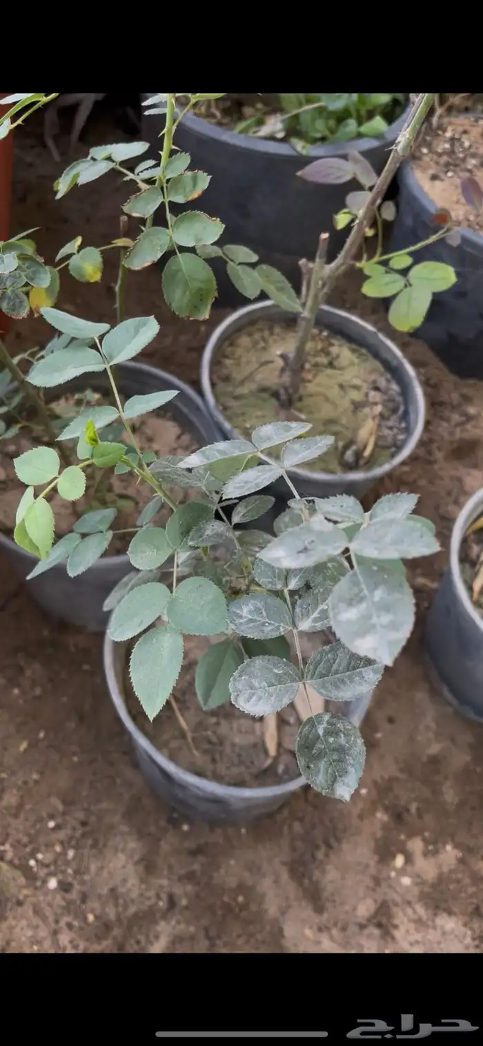 شتلات ورد جوري 2