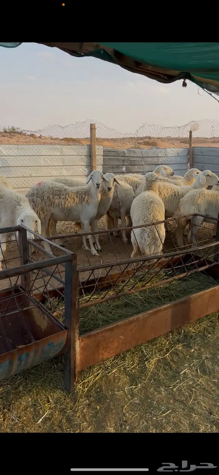 رخال حرش صنف( تم البيع) 3