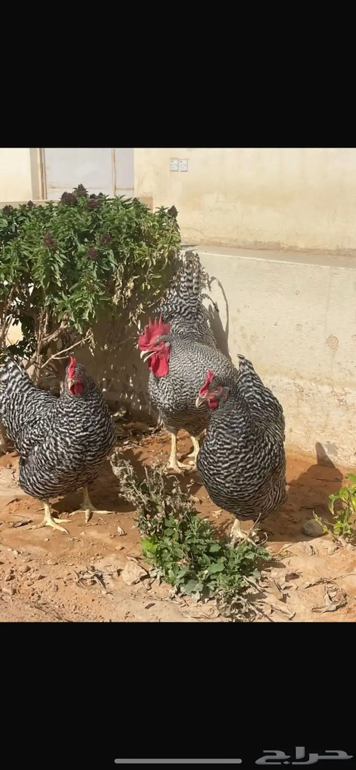 دجاج امروك 4