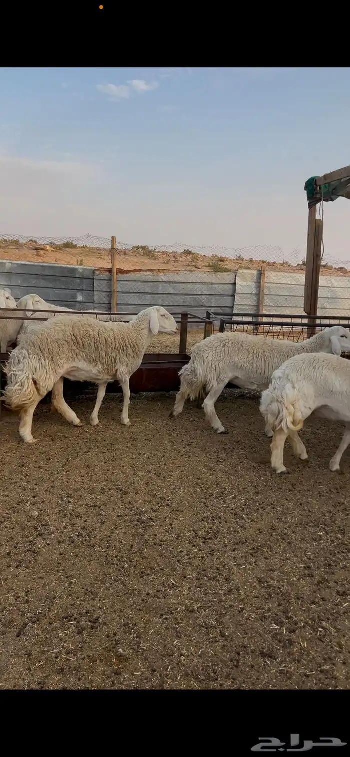 رخال حرش صنف( تم البيع) 4