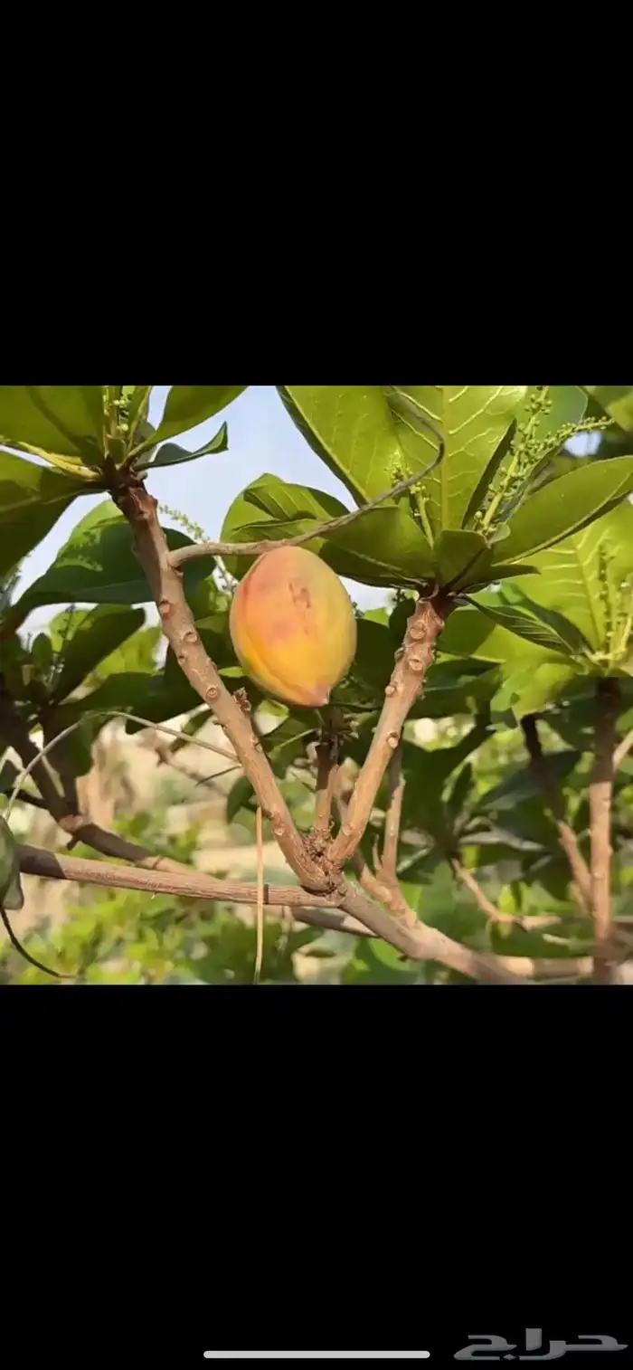 شتلات لوز قطيفي اسكندراني أحمر 0