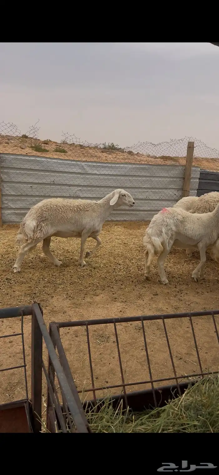 رخال حرش صنف( تم البيع) 0