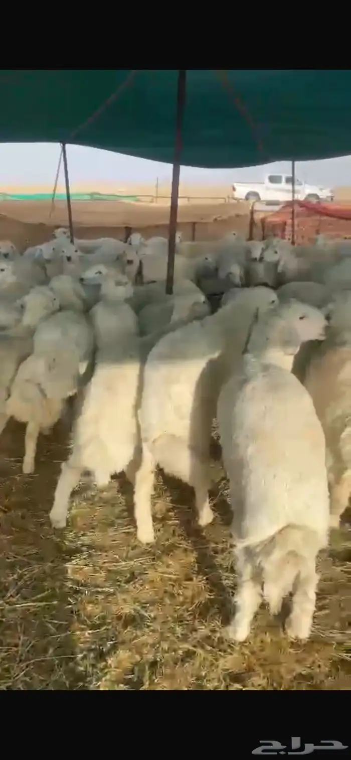 للبيع بهم حري شحم العدد60ورخال6 الموقع شمال عفيف العمر6شهور 8