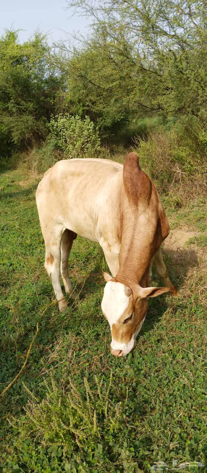 عجل بلدي 1