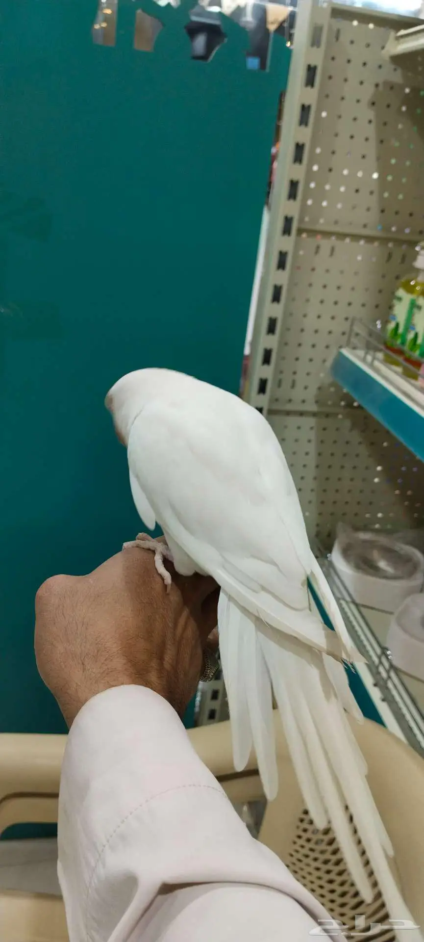 دره هولندي ابيض  البينو 0