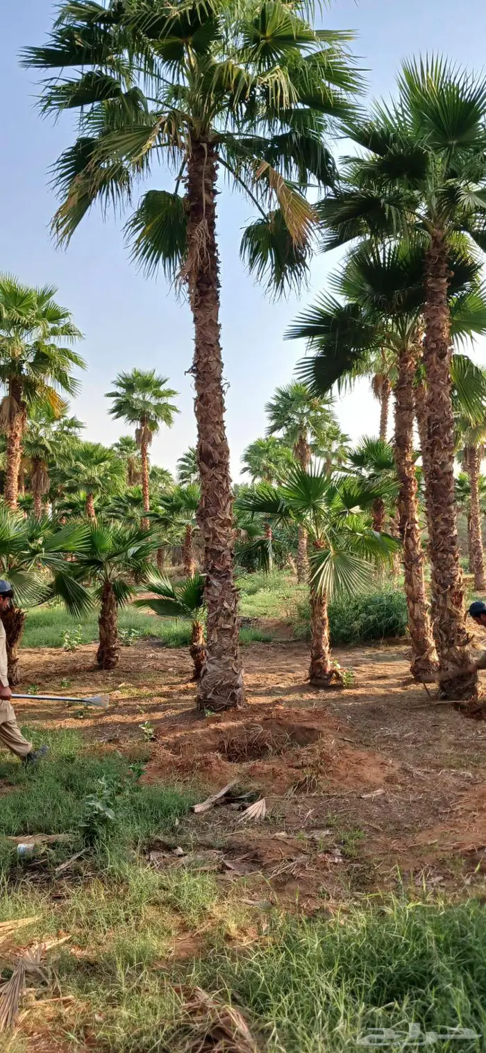 نخل واشنطني زينه 0