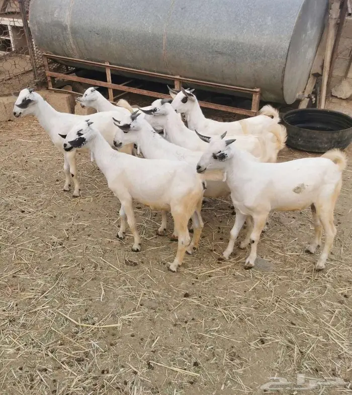 للبيع جفران وجفير بيشية 4