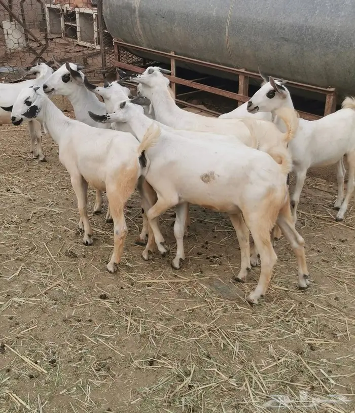 للبيع جفران وجفير بيشية 0