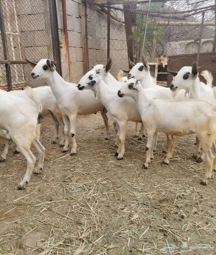 للبيع جفران وجفير بيشية 1