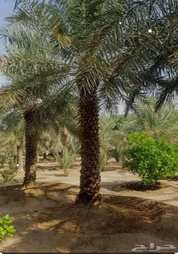 توريد نخيل 1