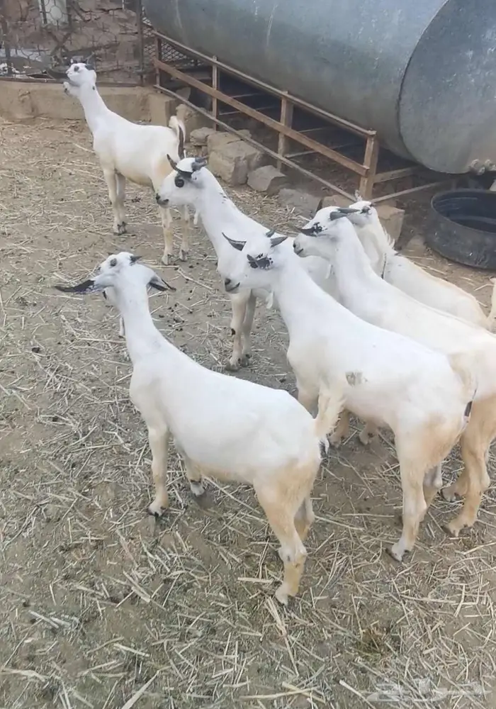 للبيع جفران وجفير بيشية 3