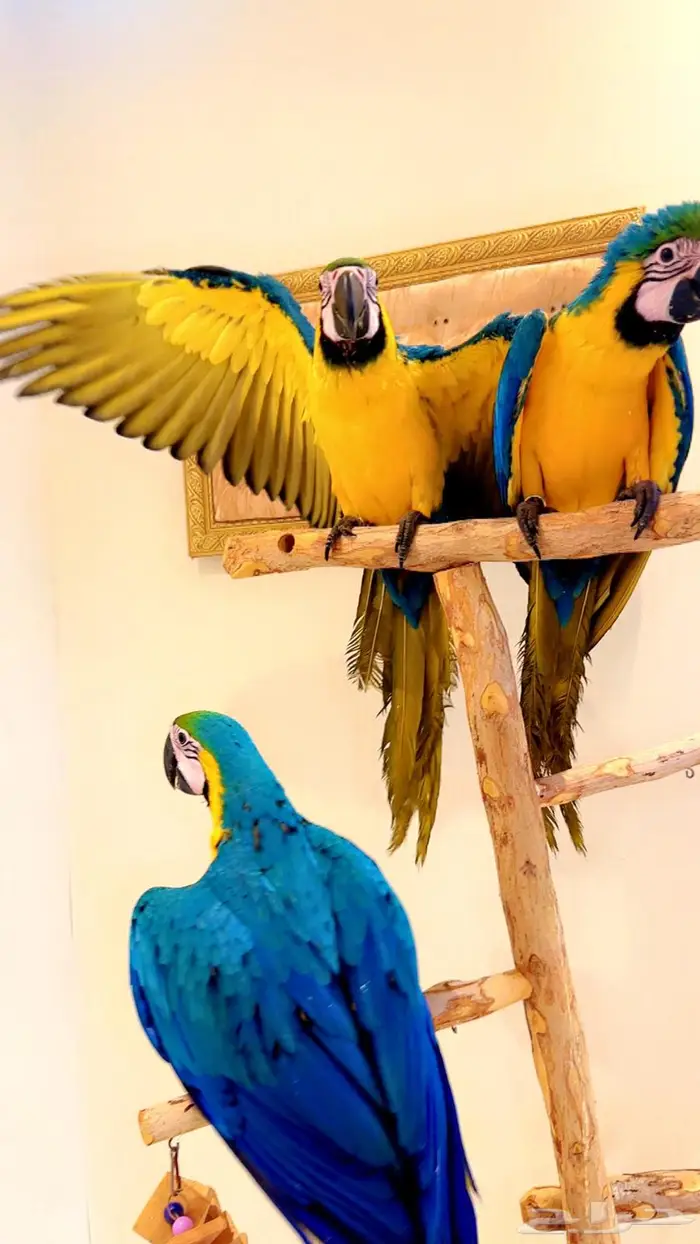 فروخ مكاو بلو قولد اليف جدا تم البيع 0