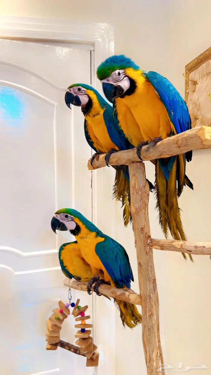 فروخ مكاو بلو قولد اليف جدا تم البيع 1