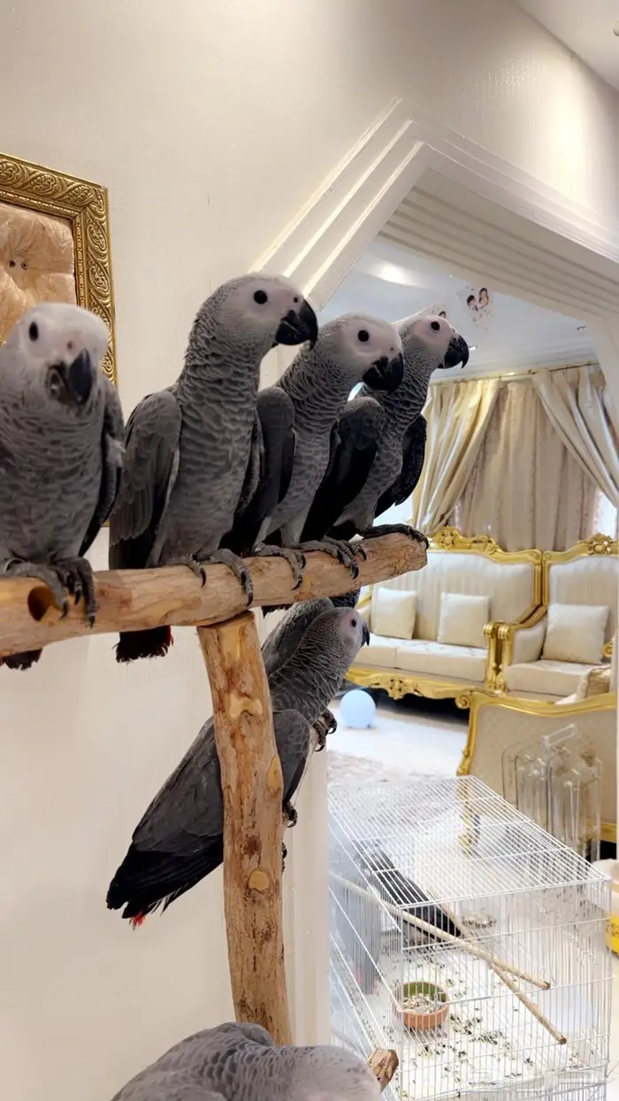 فروخ كاسكو احجام ومستويات مميزه 0
