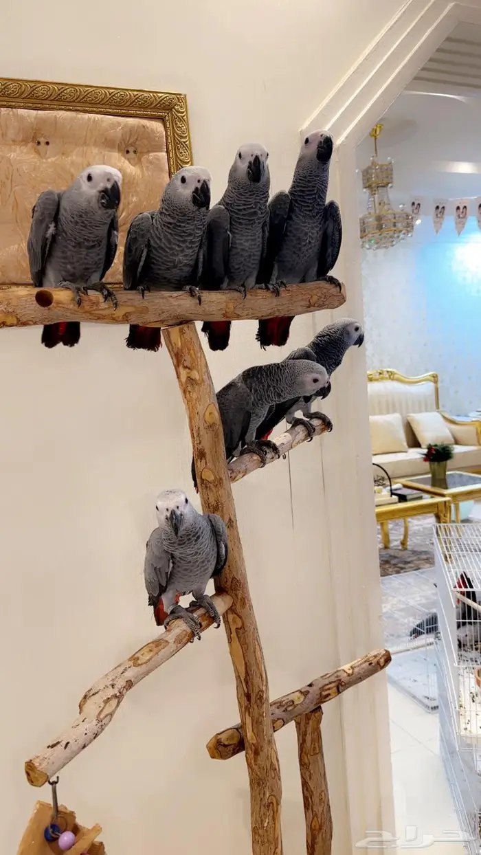 فروخ كاسكو احجام ومستويات مميزه 1