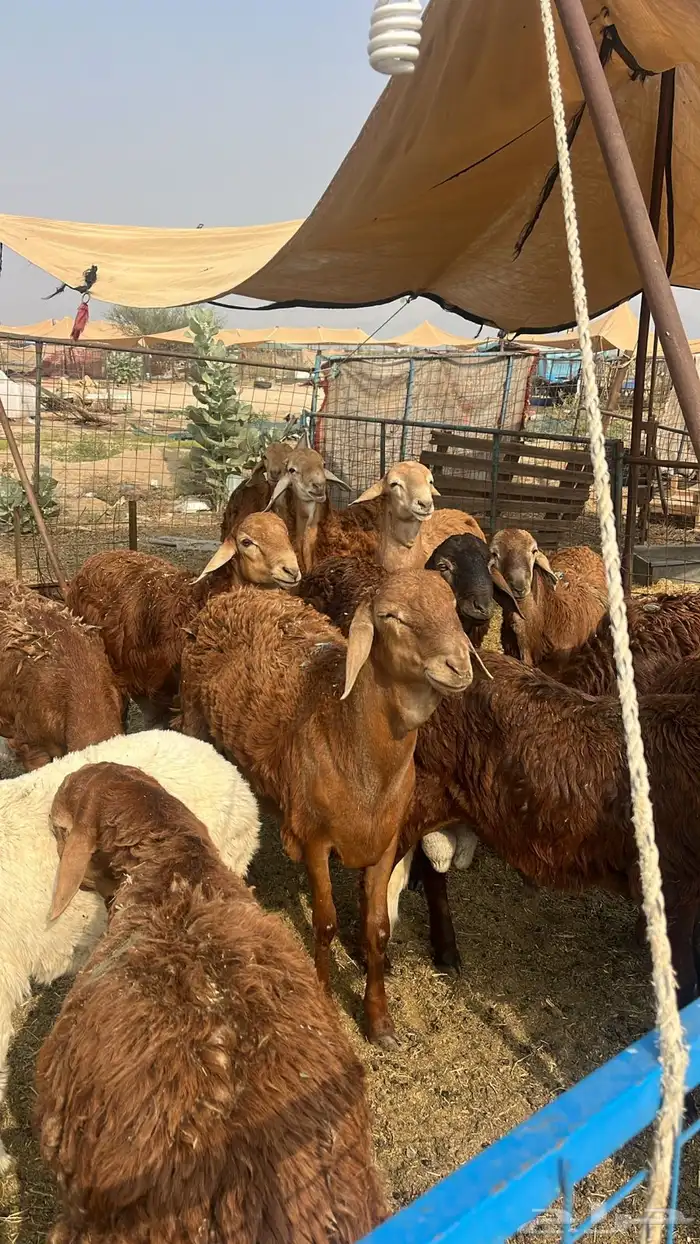 طليان سواكني 0