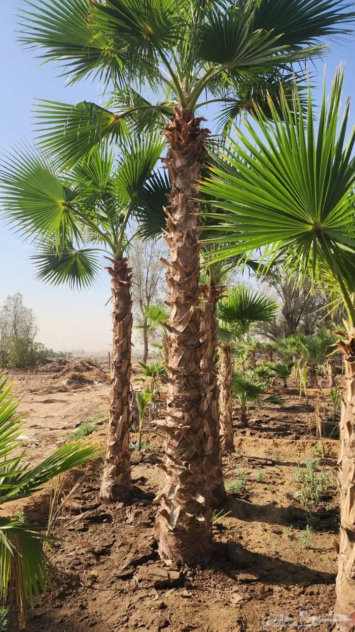 نخل واشنطن نخل للبيع نخل زينة نخل الرياض 9
