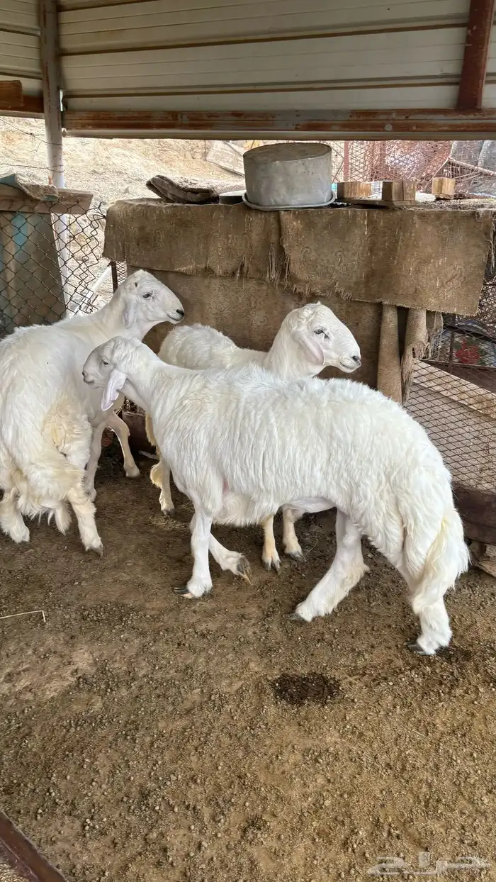 طليان جذعان 2