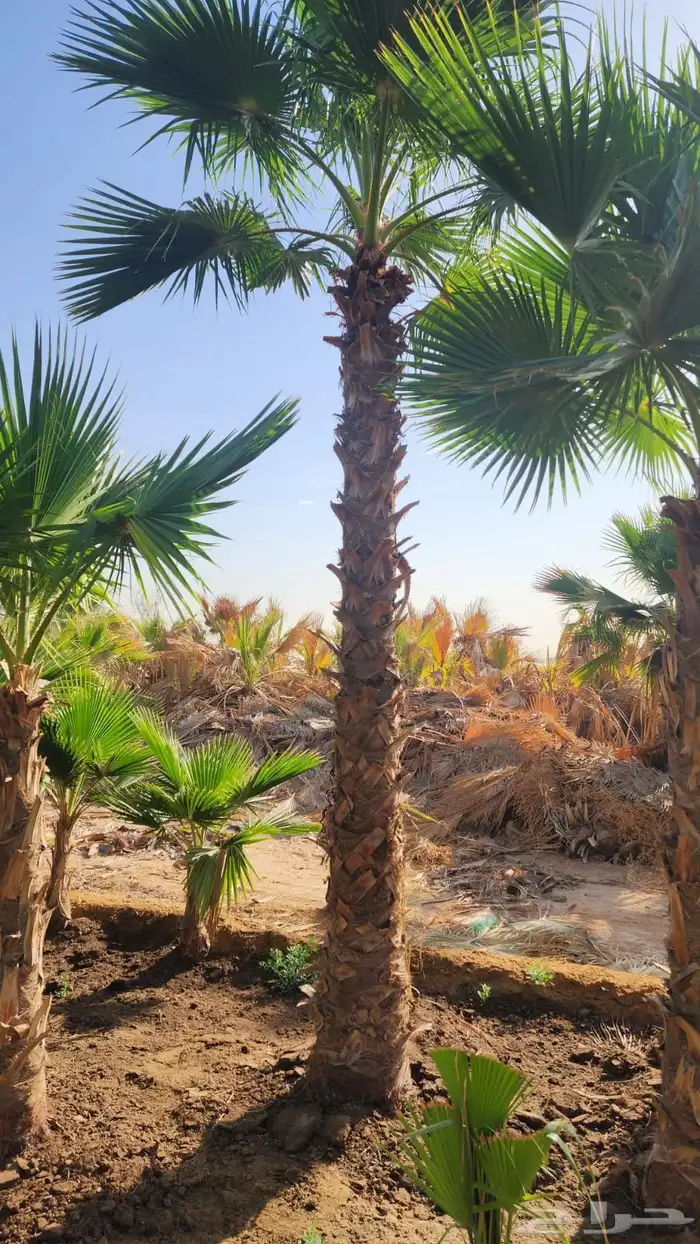 نخل واشنطن نخل للبيع نخل زينة نخل الرياض 12