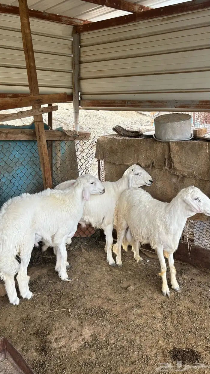 طليان جذعان 1