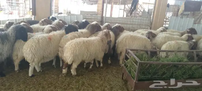 غنم نعيم دفيع ومضاريع 3