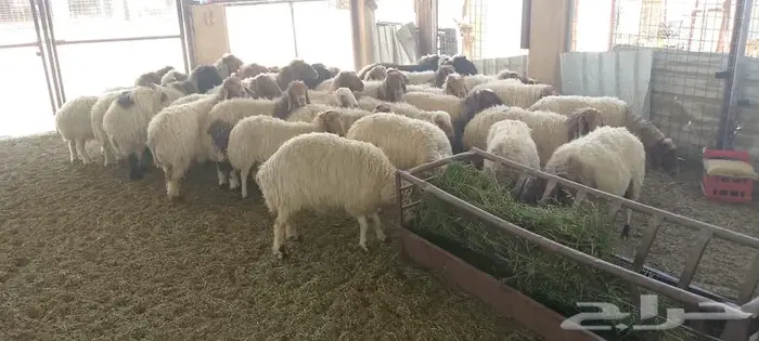 غنم نعيم دفيع ومضاريع 2