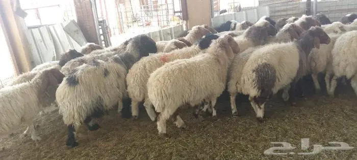 غنم نعيم دفيع ومضاريع 0