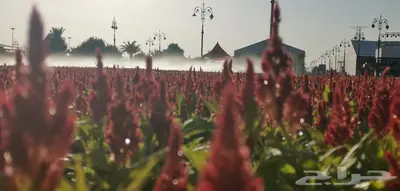 زهور زينيا وسيلوزيا وفينكا ( بفته ) اقل الاسعار مع التوصيل 20