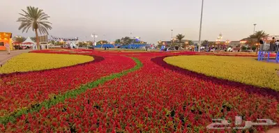 زهور زينيا وسيلوزيا وفينكا ( بفته ) اقل الاسعار مع التوصيل 31