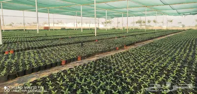 زهور زينيا وسيلوزيا وفينكا ( بفته ) اقل الاسعار مع التوصيل 16