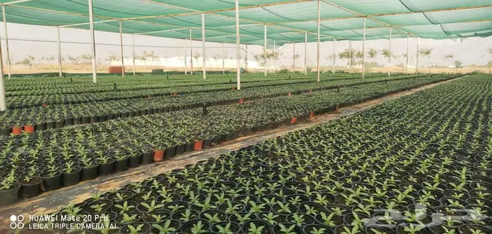 زهور زينيا وسيلوزيا وفينكا ( بفته ) اقل الاسعار مع التوصيل 16