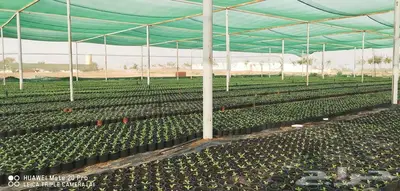 زهور زينيا وسيلوزيا وفينكا ( بفته ) اقل الاسعار مع التوصيل 15