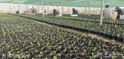 زهور زينيا وسيلوزيا وفينكا ( بفته ) اقل الاسعار مع التوصيل 13