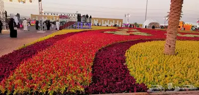 زهور زينيا وسيلوزيا وفينكا ( بفته ) اقل الاسعار مع التوصيل 29