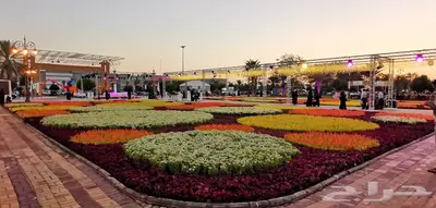 زهور زينيا وسيلوزيا وفينكا ( بفته ) اقل الاسعار مع التوصيل 26