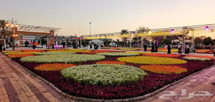 زهور زينيا وسيلوزيا وفينكا ( بفته ) اقل الاسعار مع التوصيل 26