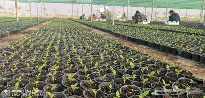 زهور زينيا وسيلوزيا وفينكا ( بفته ) اقل الاسعار مع التوصيل 14