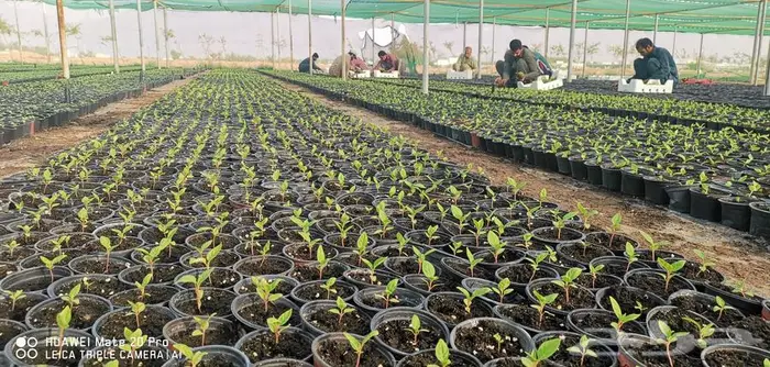 زهور زينيا وسيلوزيا وفينكا ( بفته ) اقل الاسعار مع التوصيل 14
