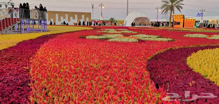 زهور زينيا وسيلوزيا وفينكا ( بفته ) اقل الاسعار مع التوصيل 30